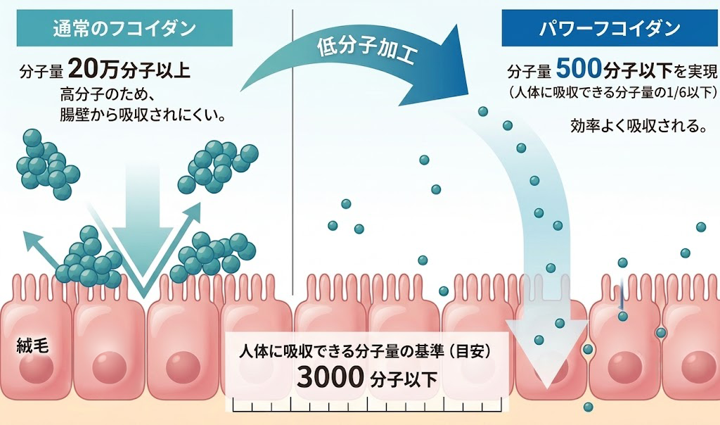 通常フコイダンとパワーフコイダンの分子量比較